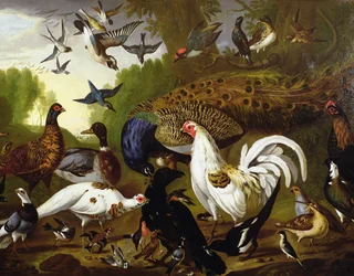 La Fable du corbeau avec un paon, un coq, un pic, un geai, une bécasse et une pie